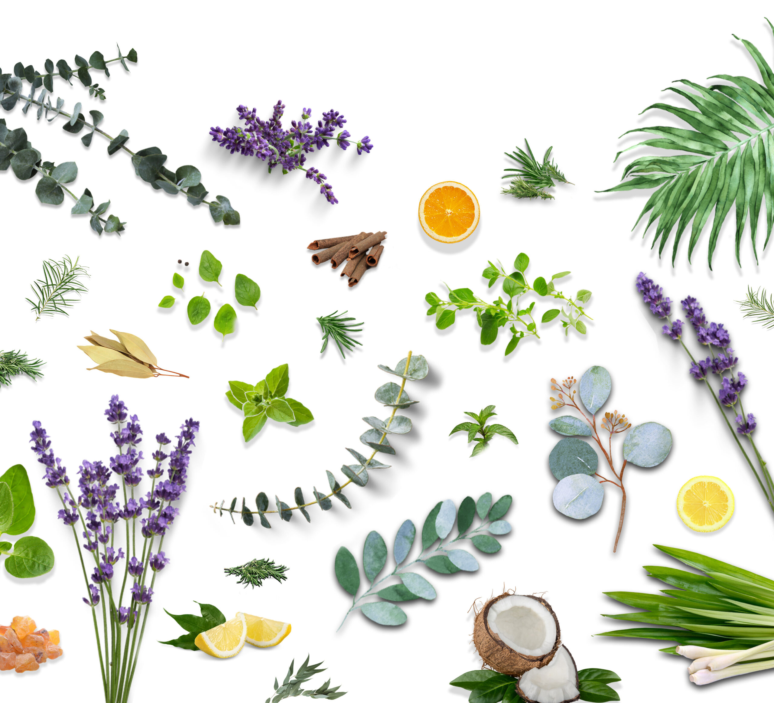Flat lay of various fruits and plants